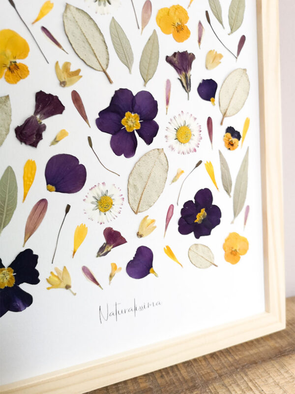 herbier 113