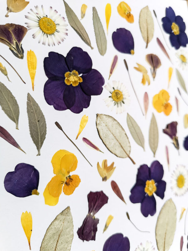 herbier 113