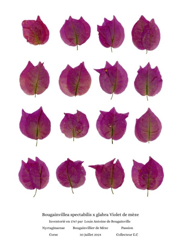 planche botanique bougainvillier