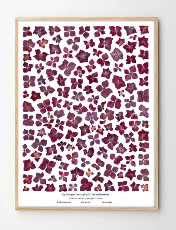 planche botanique hortensia
