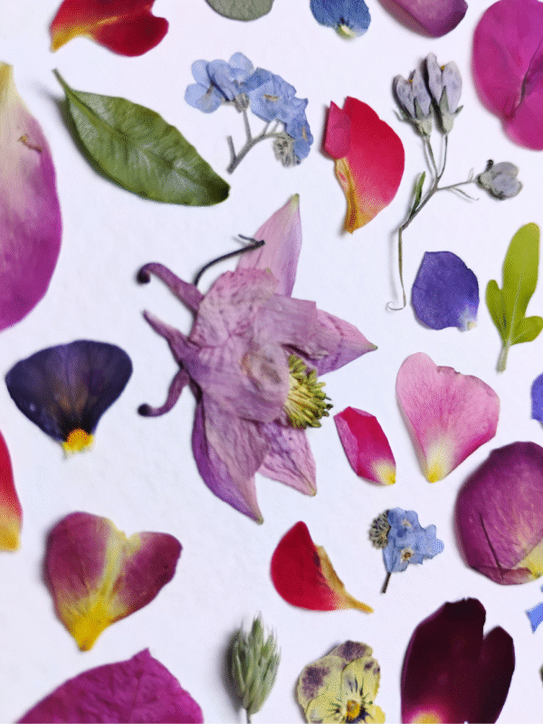 herbier encadre 342