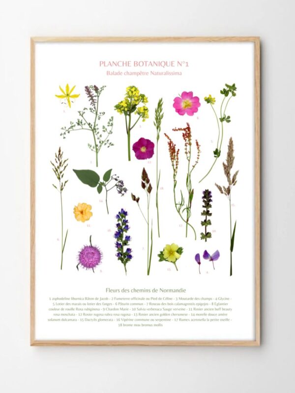 PLANCHE BOTANIQUE NORMANDIE NATURALISSIMA