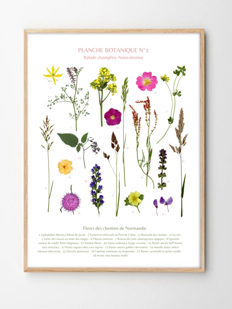 PLANCHE BOTANIQUE NORMANDIE NATURALISSIMA
