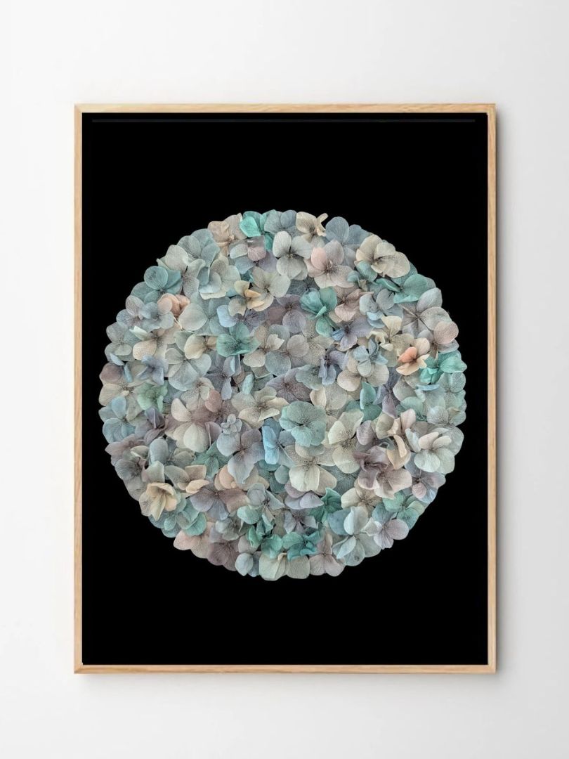 tableau hortensia stabilise