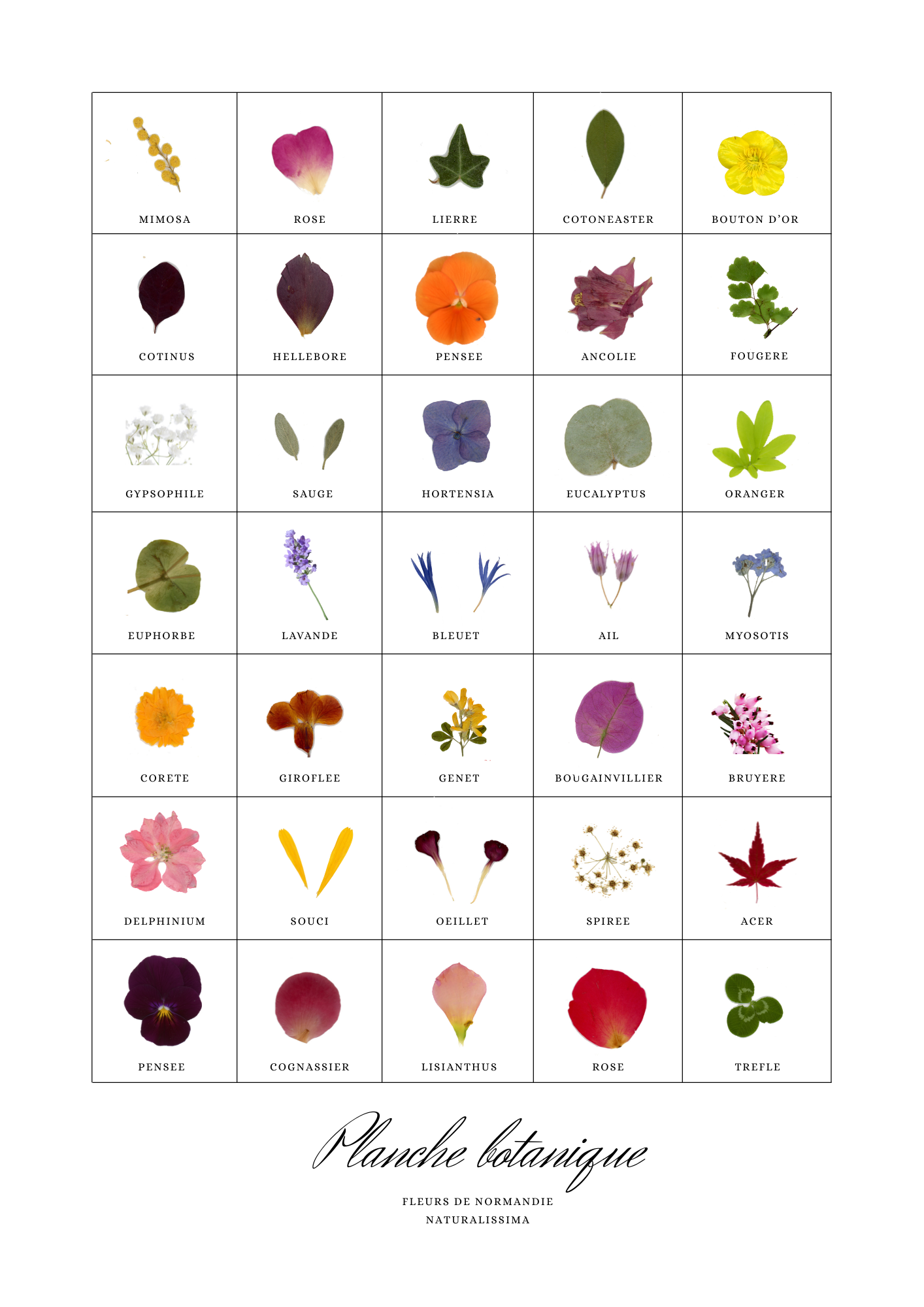 Planche botanique A3 (1)