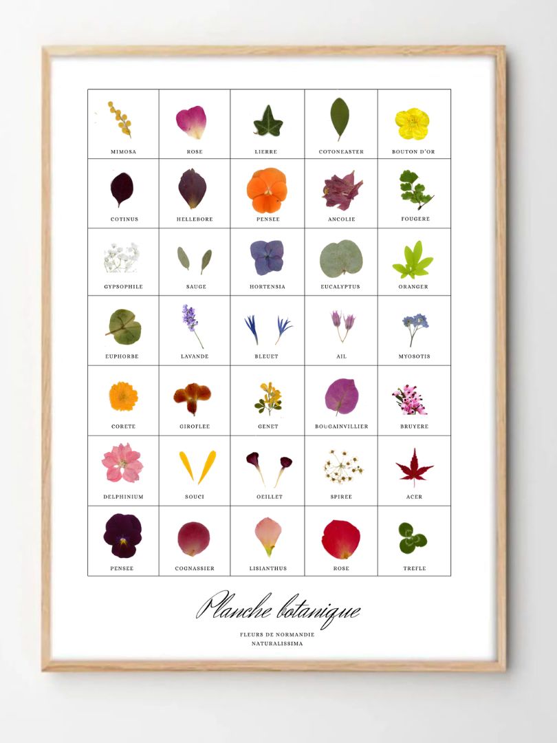 Planche botanique herbier fleur pressée 4