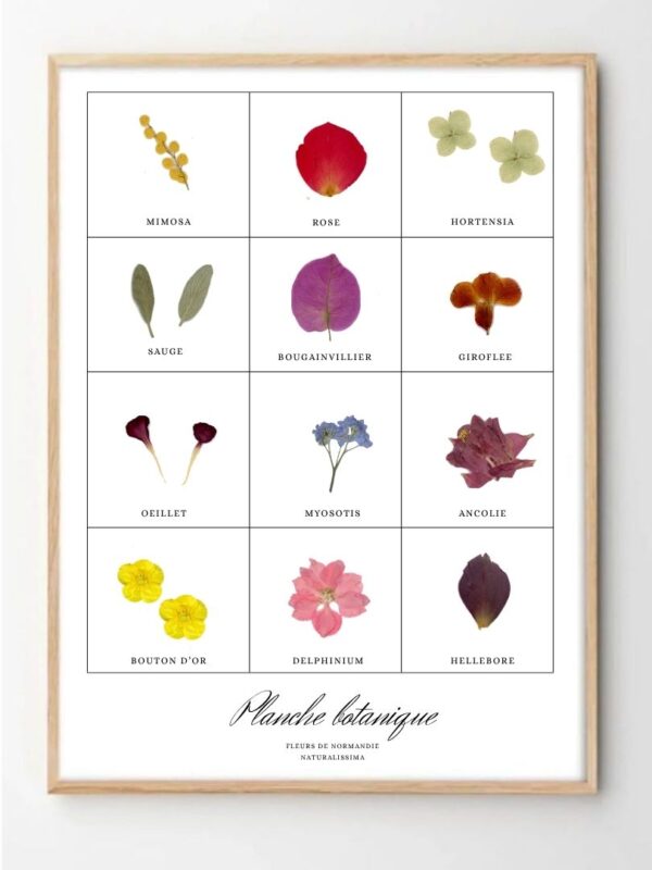 Tableau herbier Planche botanique fleurs pressées