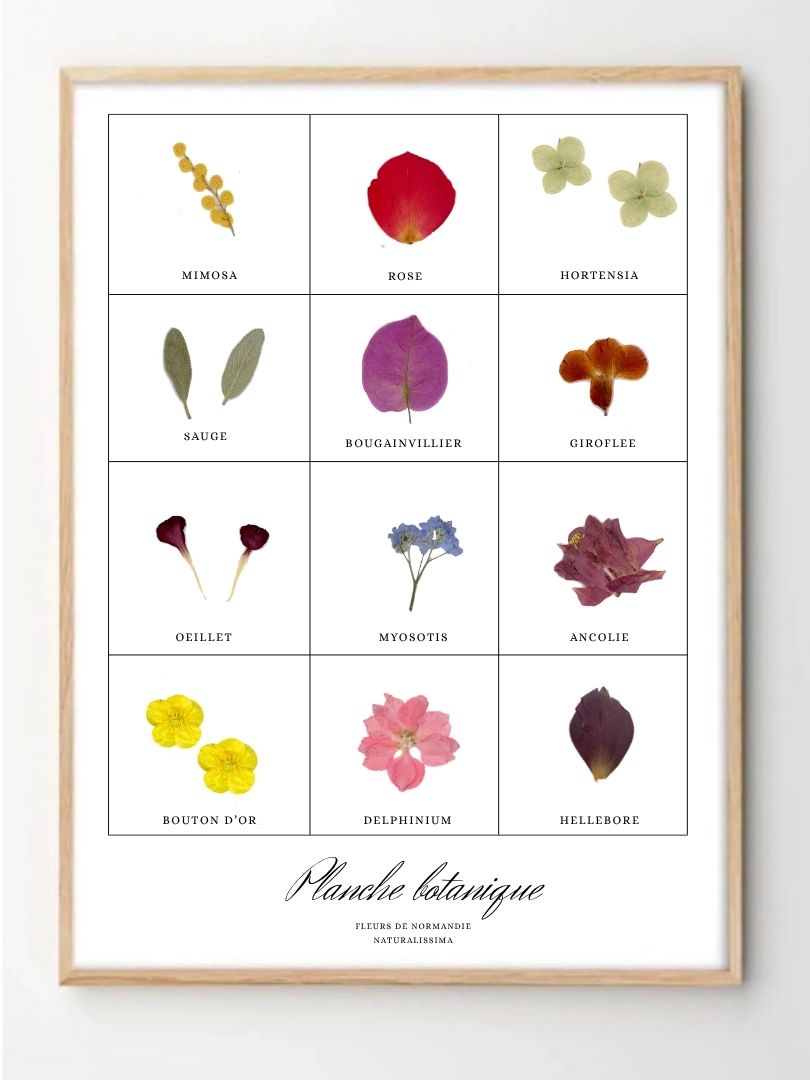 Tableau herbier Planche botanique fleurs pressées
