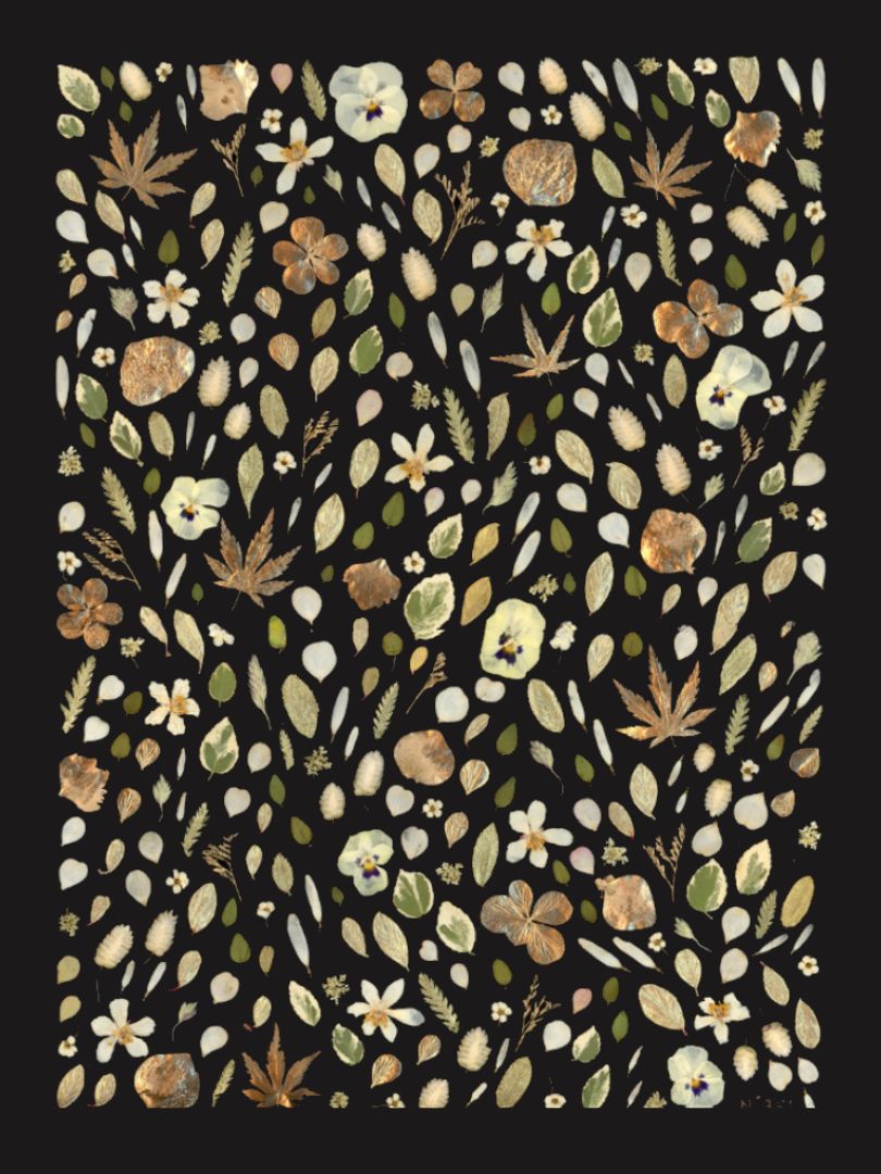 tableau herbier fleurs pressées 355