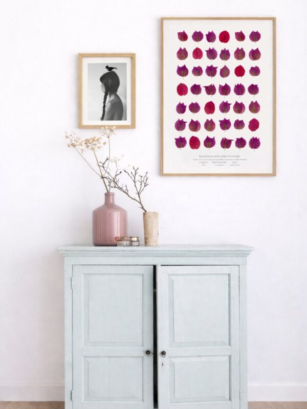 planche herbier botanique bougainvillier