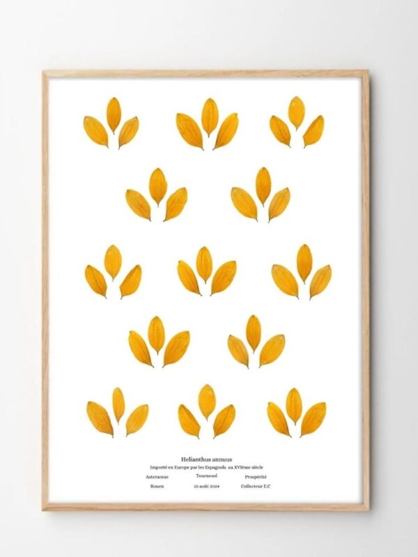 planche botanique TOURNESOL Naturalissima A3 (1)