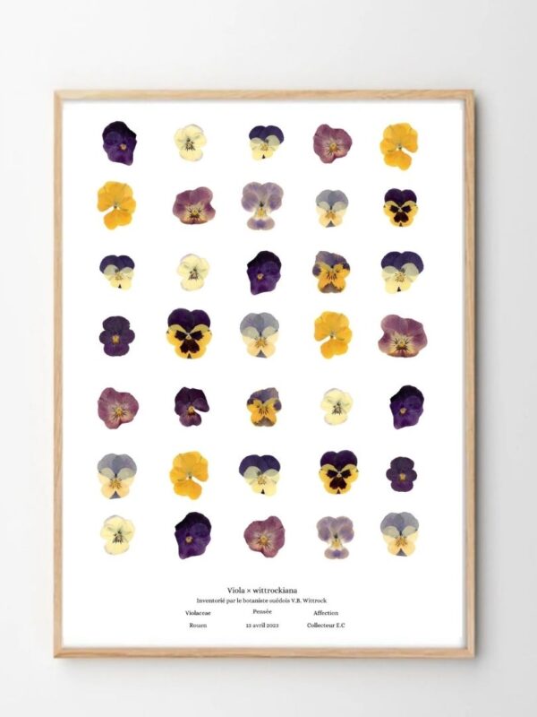 planche botanique TOURNESOL Naturalissima A3 (2)