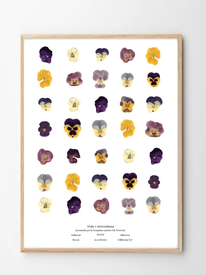 planche botanique TOURNESOL Naturalissima A3 (2)