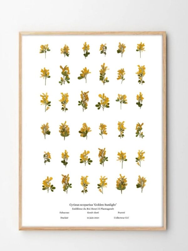 planche botanique genet Naturalissima A3