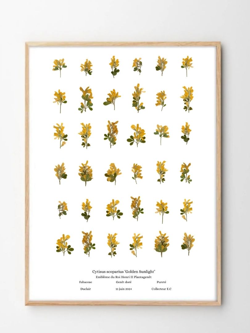 planche botanique genet Naturalissima A3