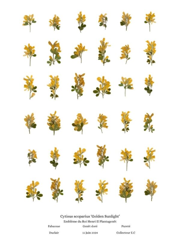 planche botanique genet Naturalissima A3