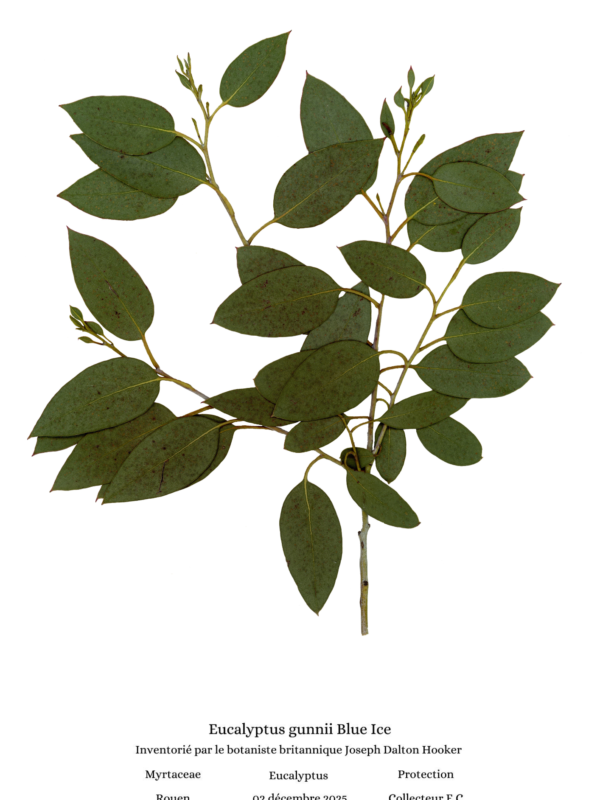 Planche botanique eucalyptus