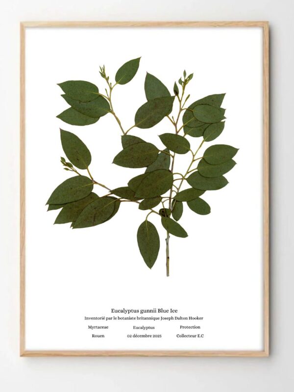 Planche botanique eucalyptus gunni blue ice naturalissima