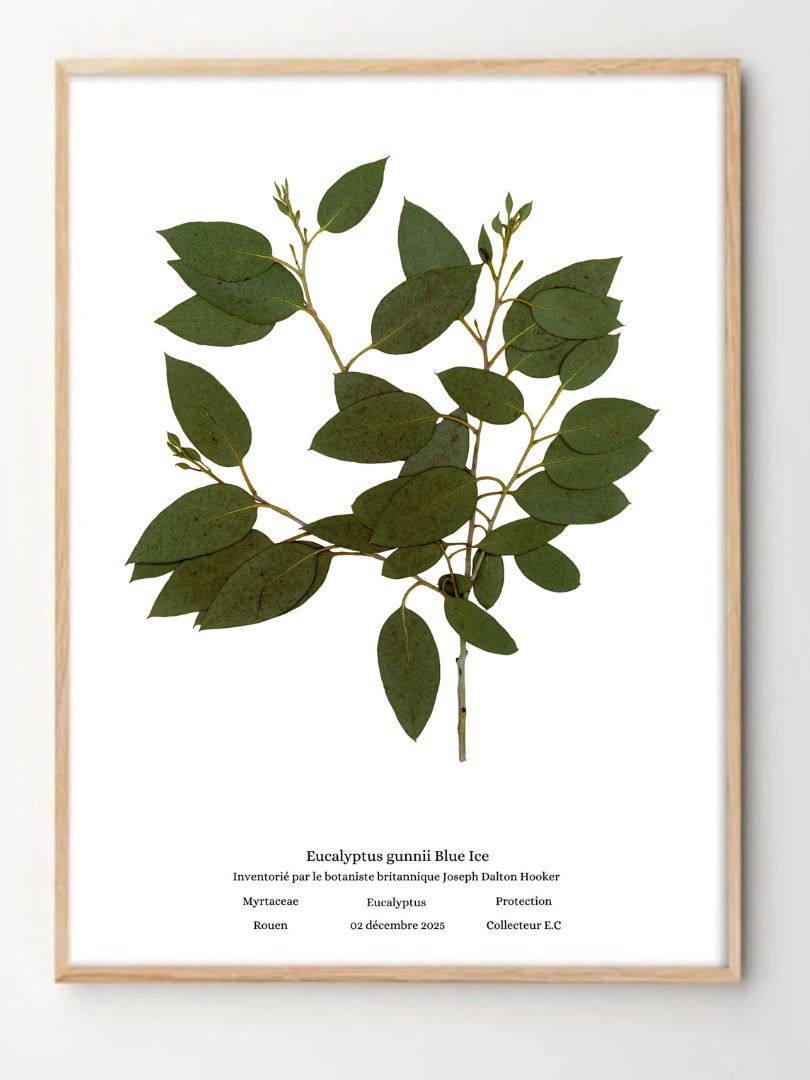 Planche botanique eucalyptus gunni blue ice naturalissima