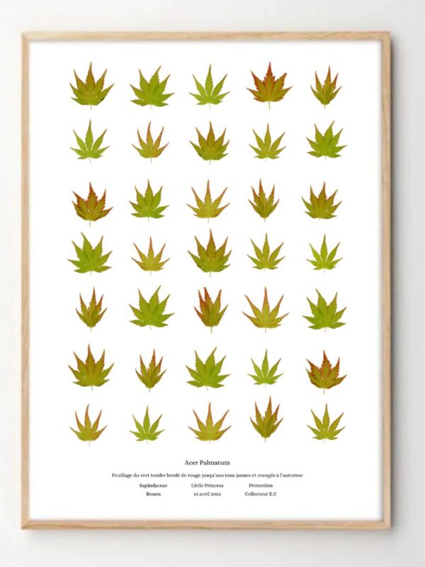 AFFICHE PLANCHE BOTANIQUE ACER TABLEAU