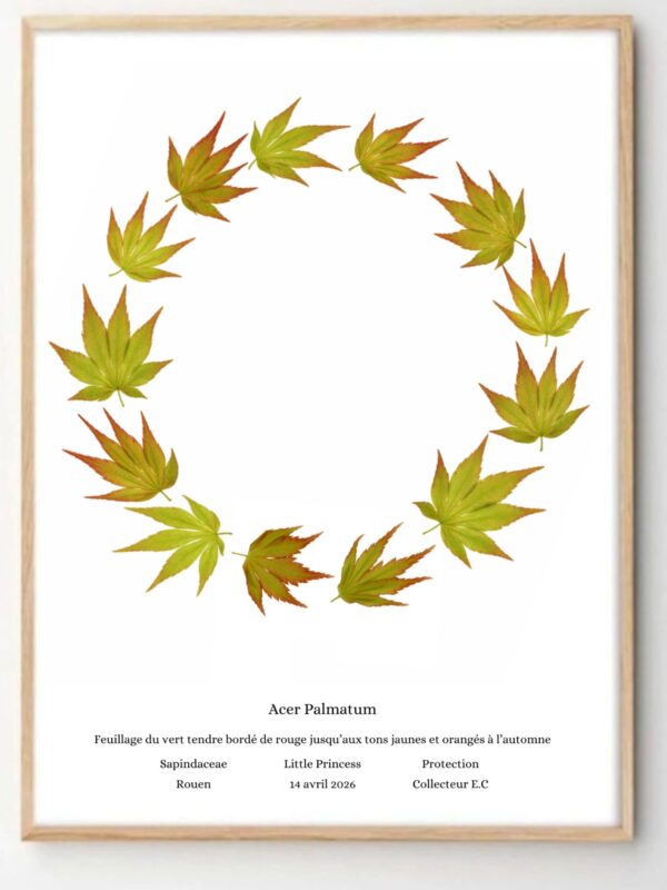 acer palmatum little princess a4