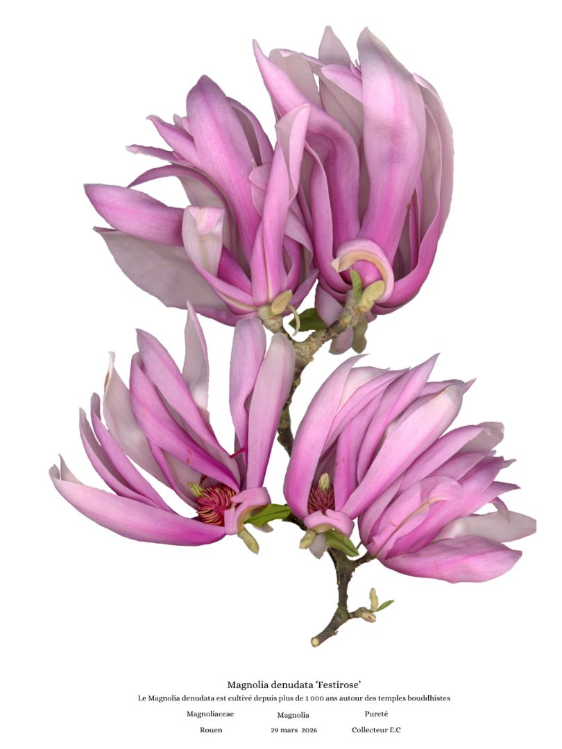 planche botanique magnolia planche botanique magnolia