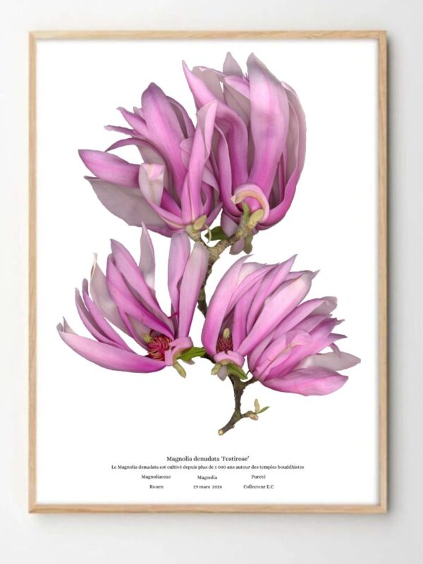 planche botanique magnolia